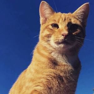 Meet your Posher, Antonio