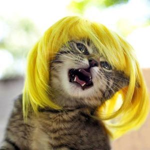 Meet your Posher, Bela