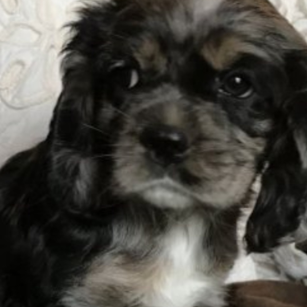 Meet your Posher, Rondalyn