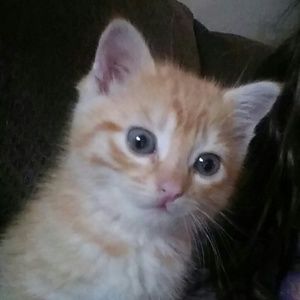 Meet your Posher, Nancy