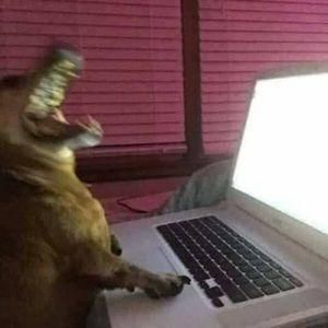 Meet your Posher, Valdo