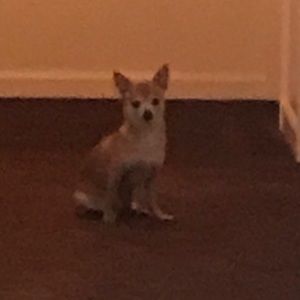 Meet your Posher, Sylvia