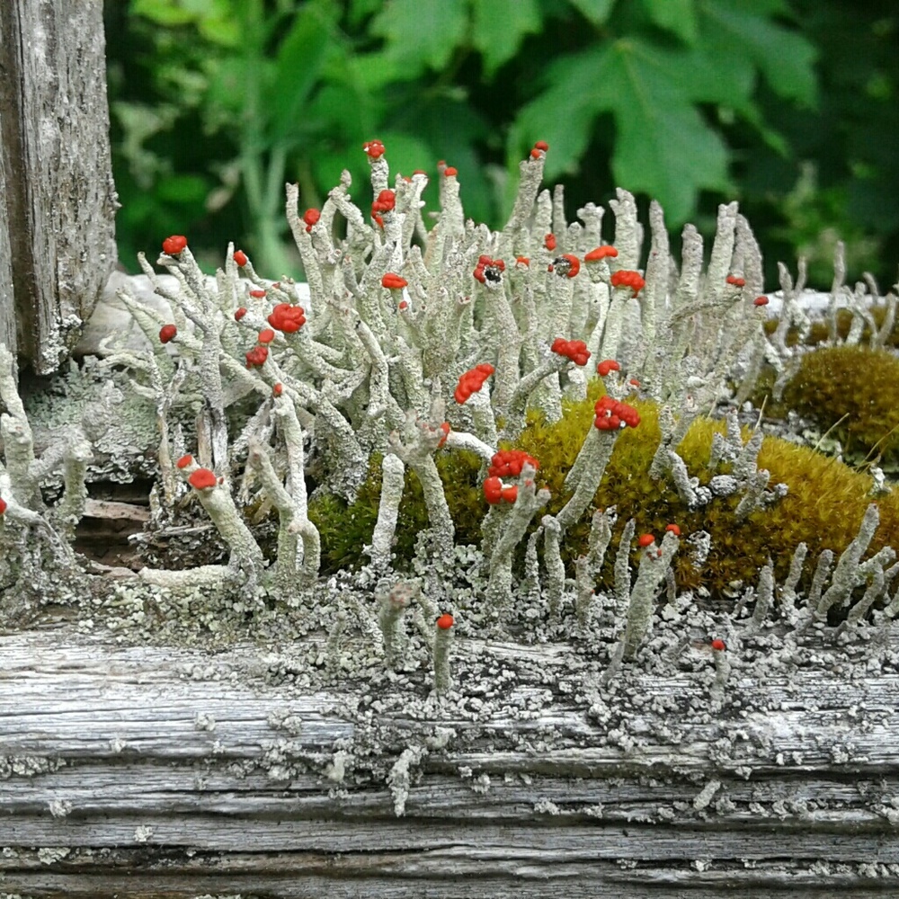 Meet your Posher, Vickie