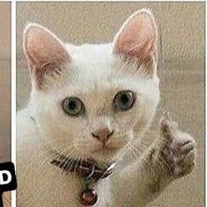 Meet your Posher, Bob