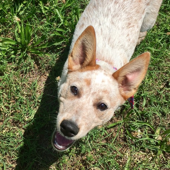 Meet your Posher, Logan - Picture 1 of 1