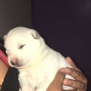 Meet your Posher, Luis