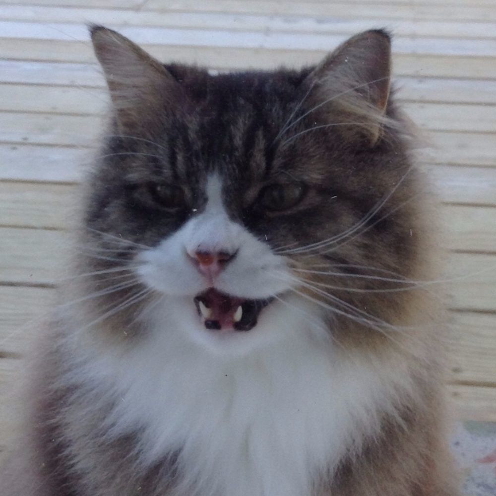 Meet your Posher, Shannon