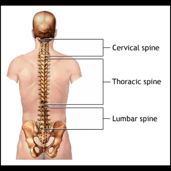 Shirt, Shredded Skeleton Tuxedo Halloween - Picture 4 of 4