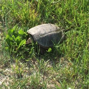 Meet your Posher, Kara