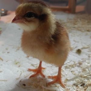 Meet your Posher, Sally