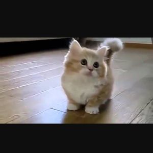 Meet your Posher, Laurie