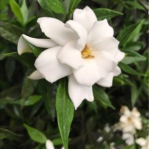 Meet your Posher, Molly