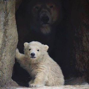 Meet your Posher, Manuel