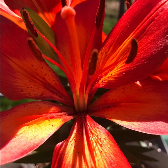 Meet your Posher, Sue - Picture 1 of 1