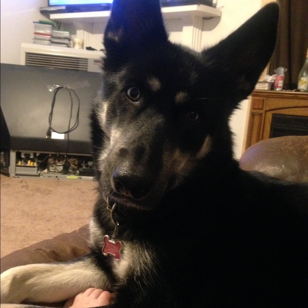 Meet your Posher, Logan