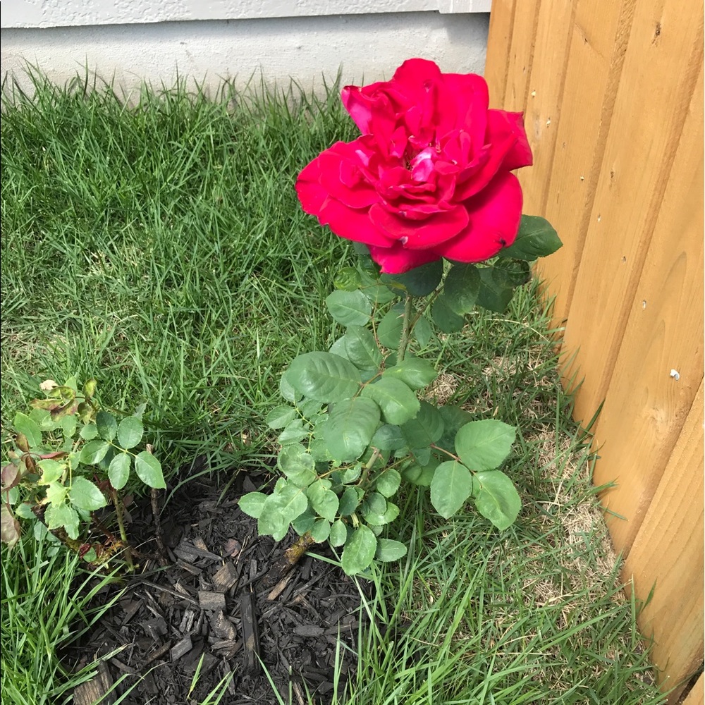 Meet your Posher, Grace