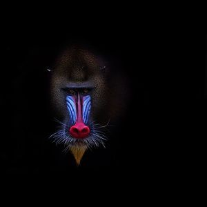 Meet your Posher, Evan