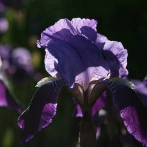 Meet your Posher, Liz