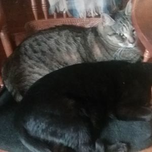 Meet your Posher, Gayle