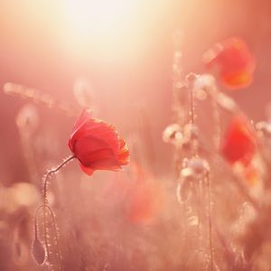 Meet your Posher, Bella