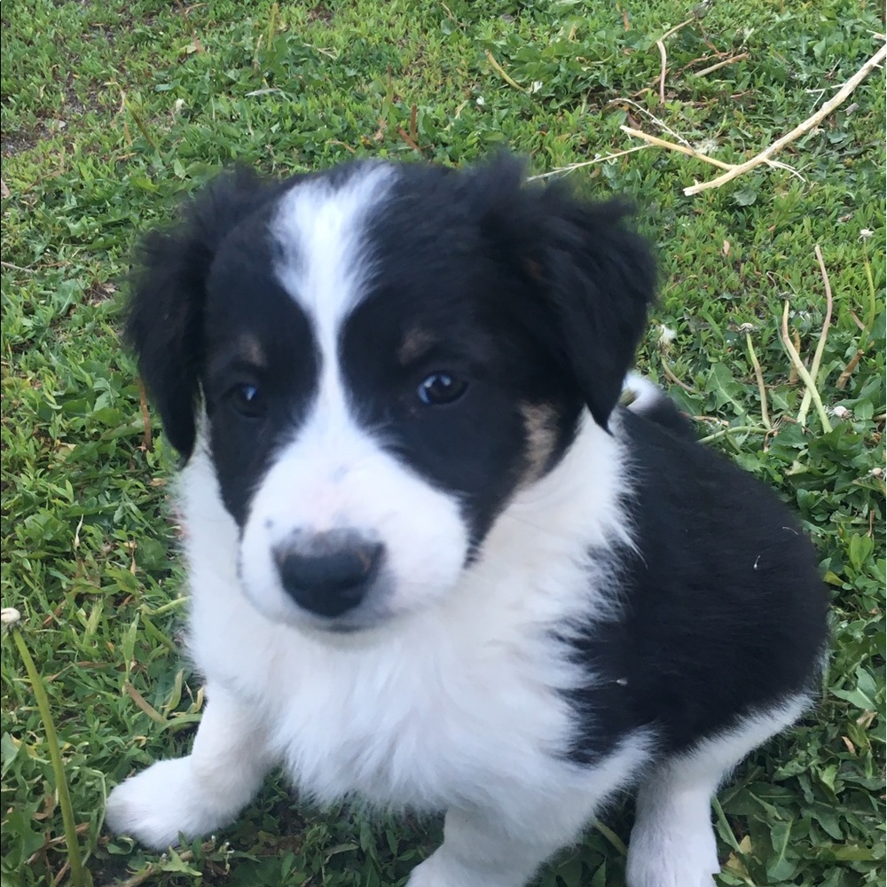 Meet your Posher, Layla