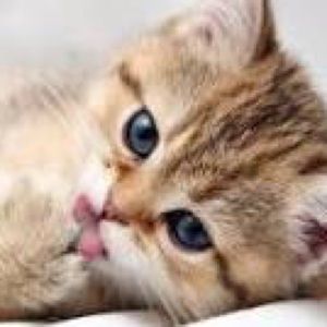 Meet your Posher, Giang