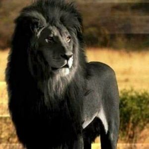 Meet your Posher, Cecil