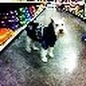 Meet your Posher, Natu