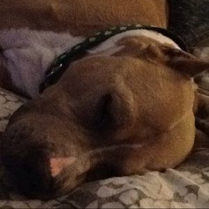 Meet your Posher, Dee