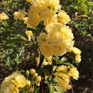 Meet your Posher, Pam