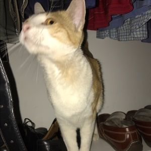 Meet your Posher, Roni