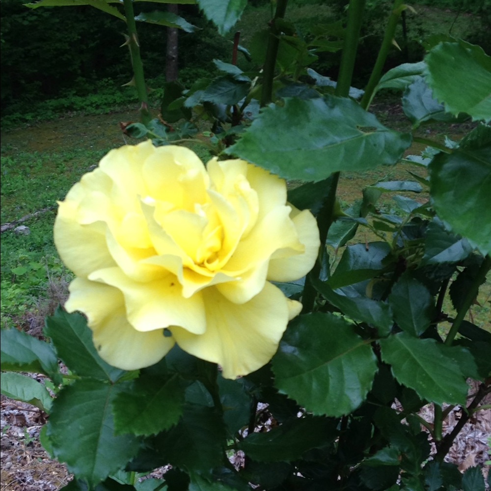 Meet your Posher, Donna