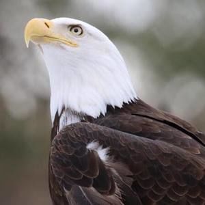 Meet your Posher, Did