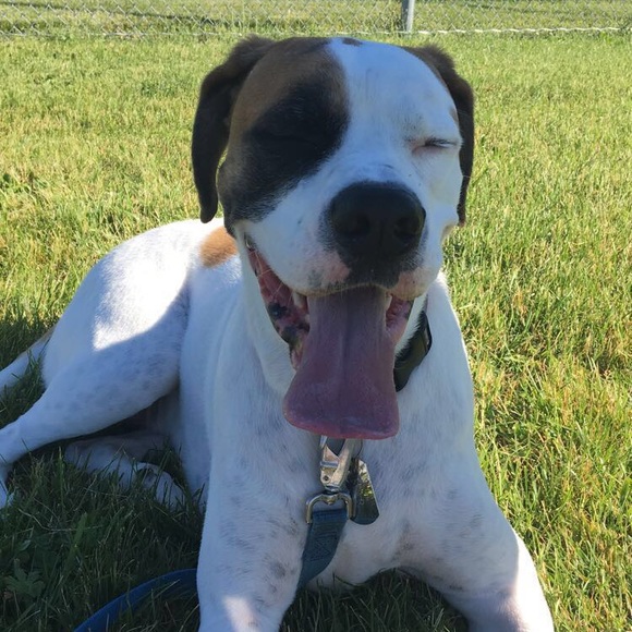 Meet your Posher, Sam - Picture 4 of 4