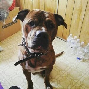 Meet your Posher, Justin