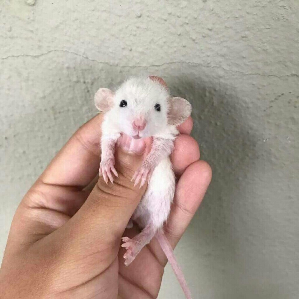 Meet your Posher, Sereen