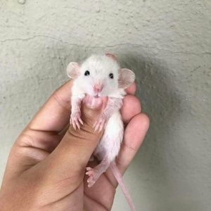 Meet your Posher, Sereen