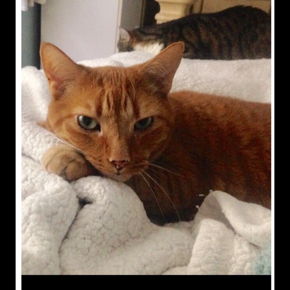 Meet your Posher, Sam.POSHMARK AMBASSADOR 👠👗