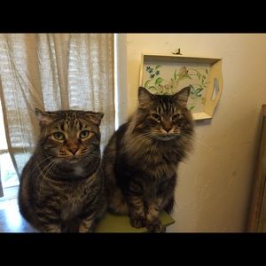 Meet your Posher, Diana