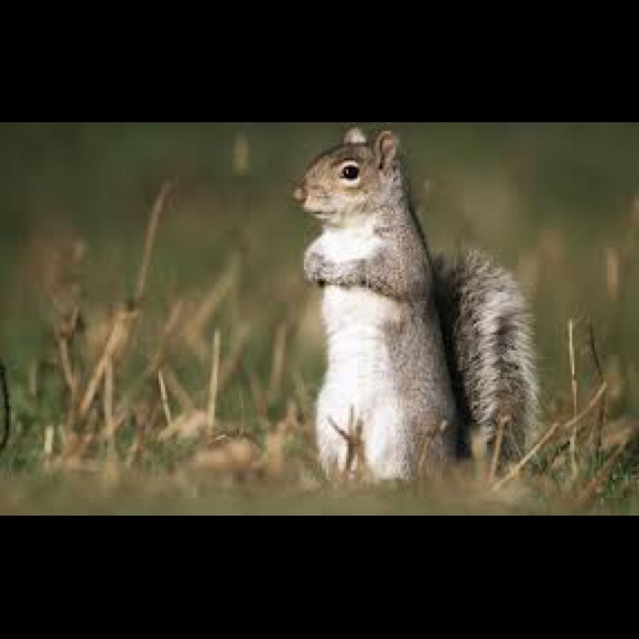 Meet your Posher, Raymond - Picture 1 of 1