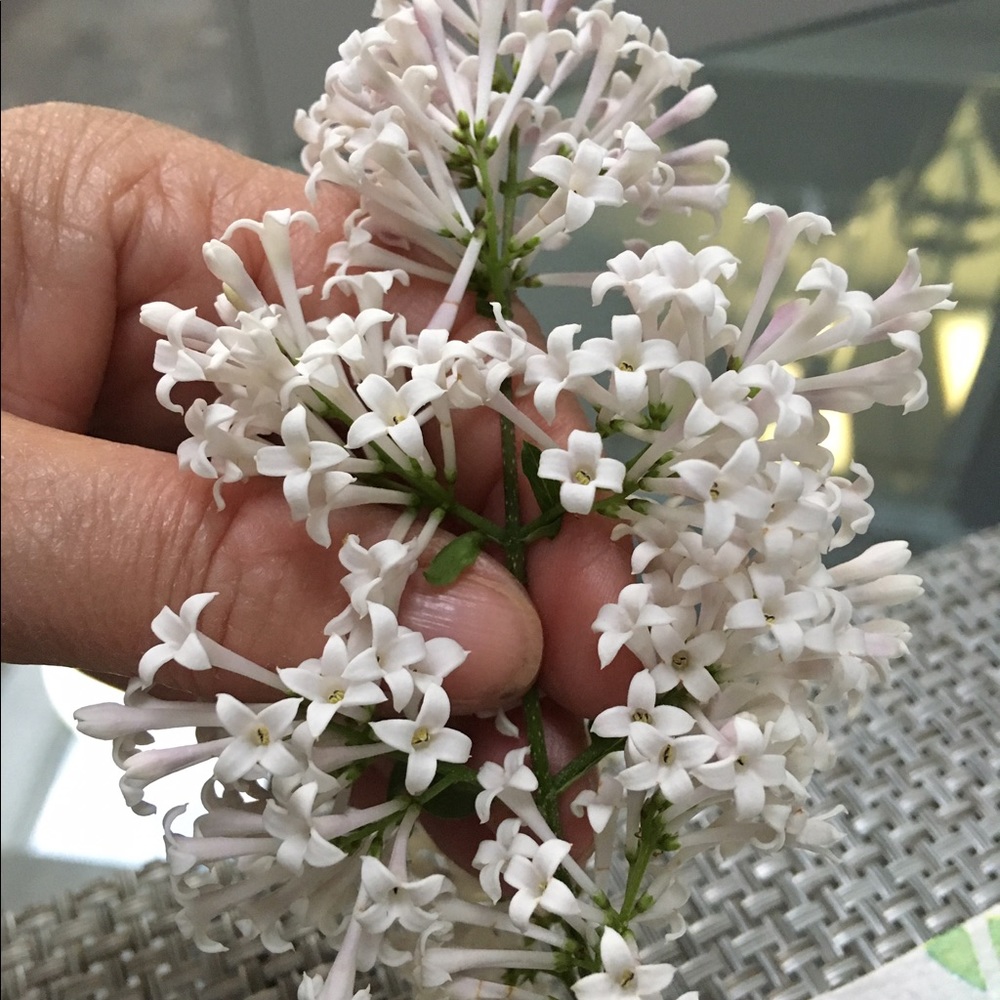 Meet your Posher, Beverley