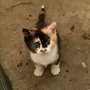 Meet your Posher, Sidney