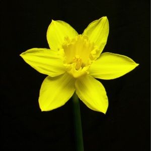 Meet your Posher, Selen