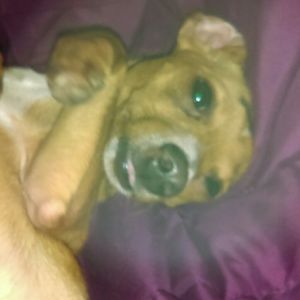 Meet your Posher, Arian