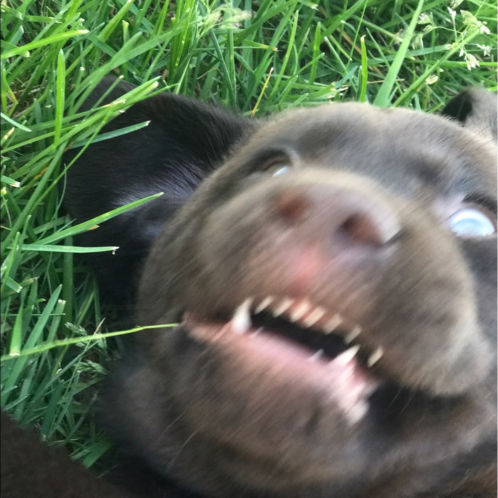 Meet your Posher, Peyton