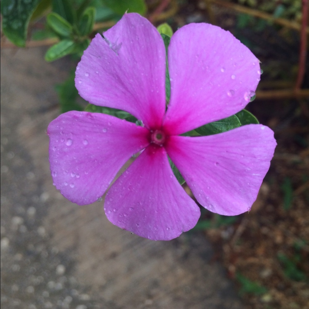 Meet your Posher, Anya