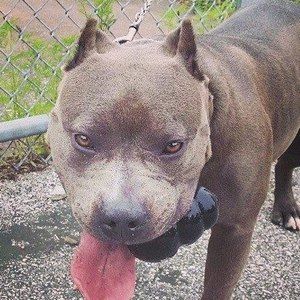 Meet your Posher, Connor