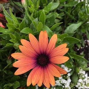 Meet your Posher, Ava