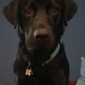 Meet your Posher, Dawn