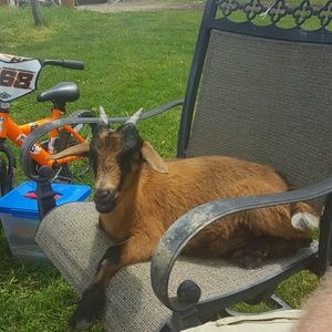 Meet your Posher, Joyce